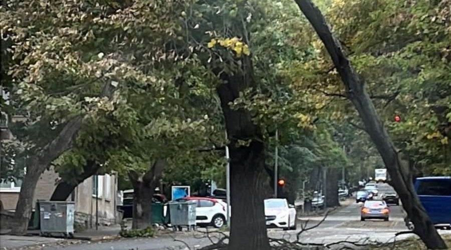 Дърво  нанесе щети върху автомобил от бурния вятър в Стара Загора