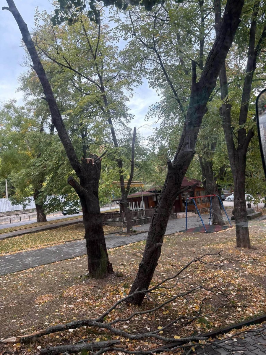 Дърво  нанесе щети върху автомобил от бурния вятър в Стара Загора