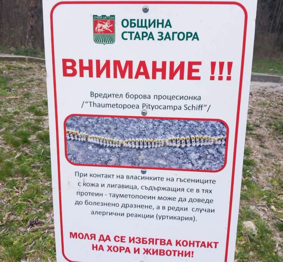 Община Стара Загора продължава мерките срещу боровата процесионка с грижа за природата